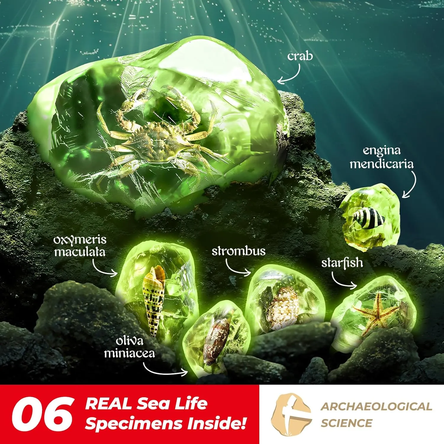 Amber Dig Kit-6 Artificial Sea Life Resin Specimens, Glow in The Dark Oceanlife Fossil Excavation Set, STEM Inspired Educational Toy for Kids Ages 6-12, for Boys & Girls