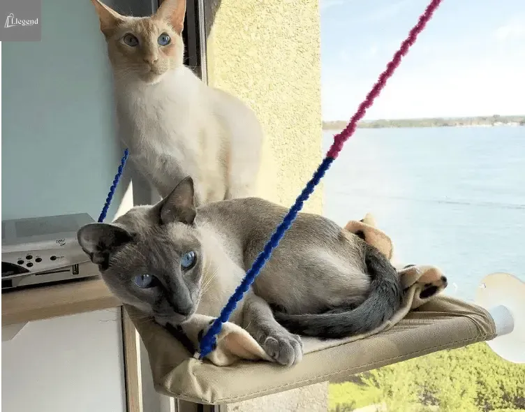 Cat Window Bed