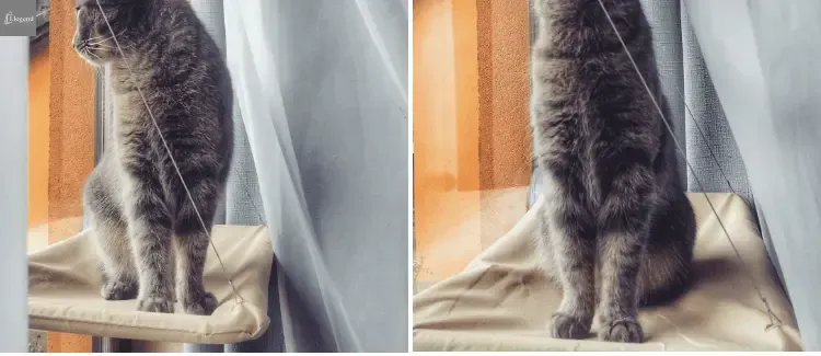 Cat Window Bed
