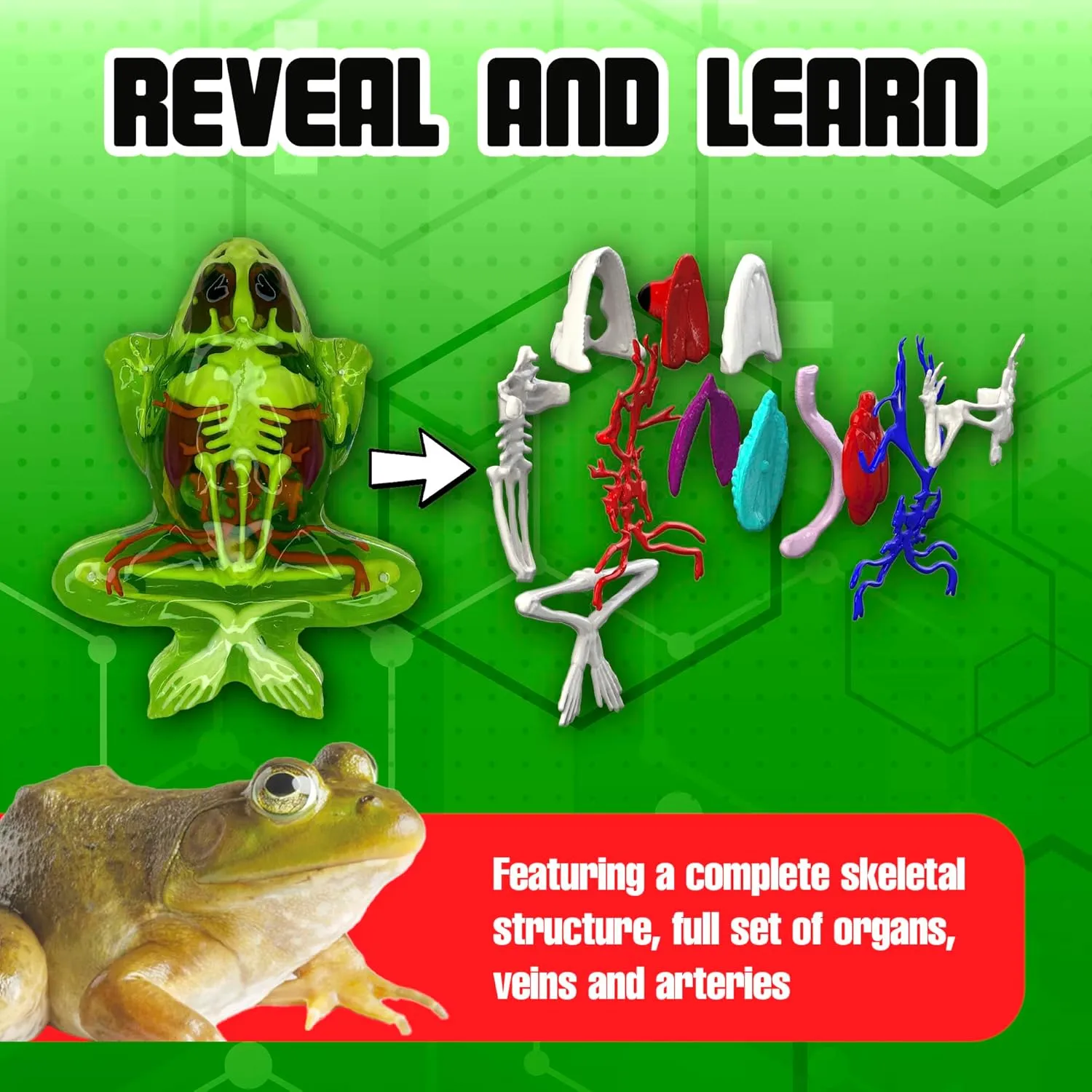 Dissect-It Kit for Kids Plus Upgraded Frog Dissection Toy Kit, Realistic Lab Experience, No Use of Real Frog! No Odor, STEM Toys, Animal Science & Anatomy Home Learning for Kids, Boys, Girls