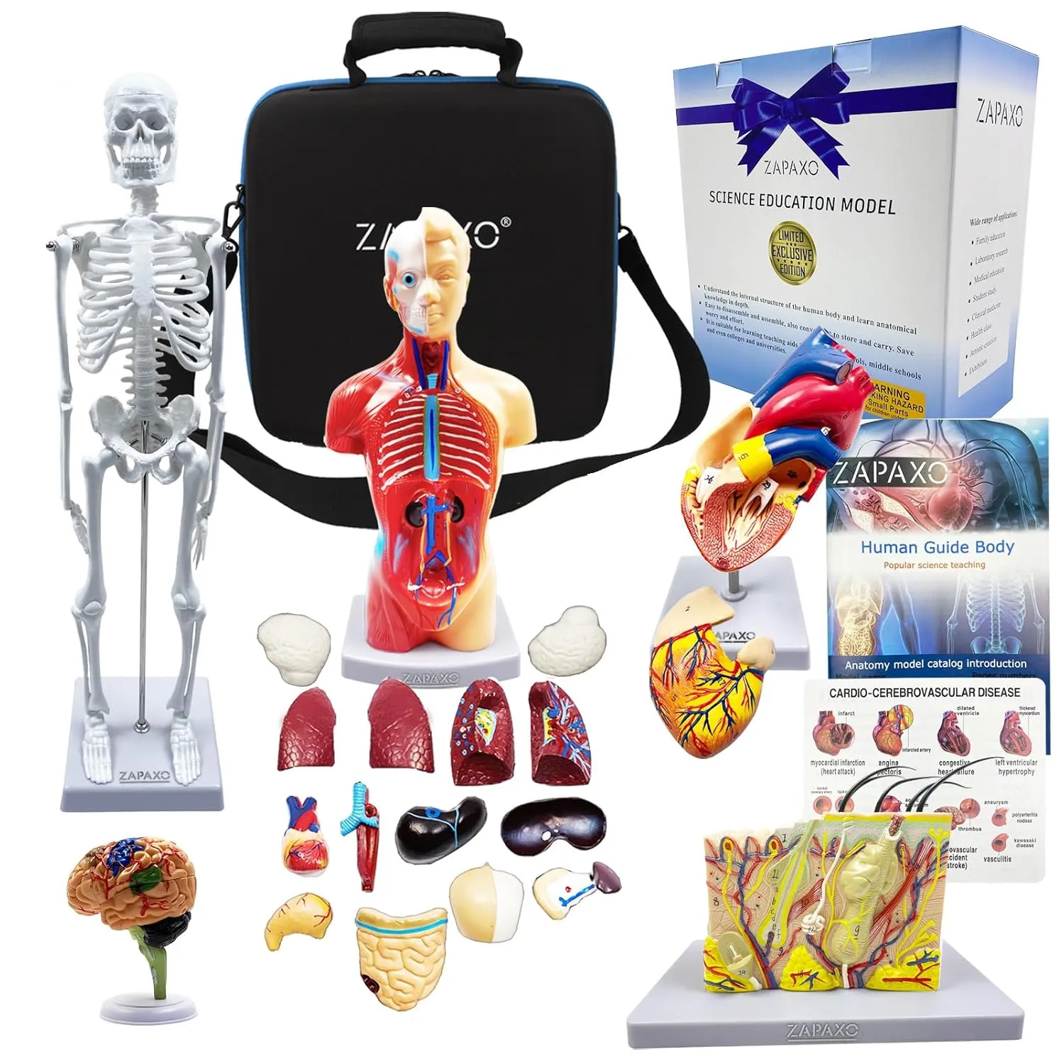 Human Anatomy Model Set | Torso, Heart, Skeleton, Skin, Brain | Comes with Portable Shoulder Bag, The Perfect Christmas Educational Gift