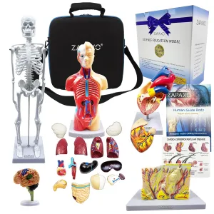 Human Anatomy Model Set | Torso, Heart, Skeleton, Skin, Brain | Comes with Portable Shoulder Bag, The Perfect Christmas Educational Gift