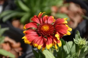 Spintop Orange Halo Blanket Flower