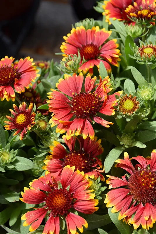 Spintop Orange Halo Blanket Flower