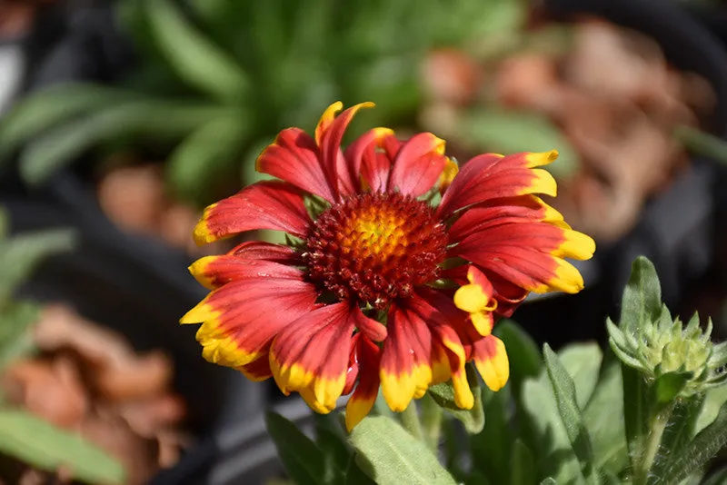 Spintop Orange Halo Blanket Flower